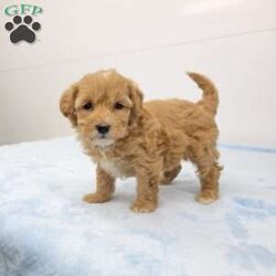 Abby/Havapoo									Puppy/Female	/6 Weeks,Meet Abby! A happy healthy puppy! She is vet checked, up to date with shots and dewormer, is microchipped and is looking for a loving home! Please cantact us with any questions or to set up a time to meet her!