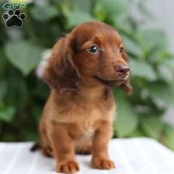 Tucker/Dachshund									Puppy/Male	/9 Weeks,Meet Tucker our beautiful and healthy Dachshund puppy. He is up to date on vaccinations and dewormers and is vet checked and cleared. Tucker is well socialized and loves to play. He will be a wonderful friend and companion. 