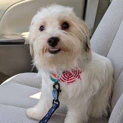 Adopt a dog:Casper/Yorkshire Terrier/Male/Young,Meet Casper. This adorable Yorkie mix with the fluffy snow white coat was surrendered to the rescue with his brother Lucas. They are the same age, have the same parents, and are the product of an 