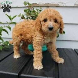Mandy/Cavapoo									Puppy/Female	/10 Weeks,Here comes an adorable F1b Cavapoo puppy with a heart of gold! This precious puppy is up to date on shots and dewormer and vet checked! Each puppy is well socialized with children and raised in a family environment! If you are looking for a loving puppy to add to your home contact us today! 