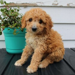 Mandy/Cavapoo									Puppy/Female	/10 Weeks,Here comes an adorable F1b Cavapoo puppy with a heart of gold! This precious puppy is up to date on shots and dewormer and vet checked! Each puppy is well socialized with children and raised in a family environment! If you are looking for a loving puppy to add to your home contact us today! 