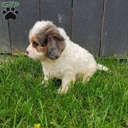 Jess/Cavapoo									Puppy/Female	/8 Weeks,Hi, my name is Jess. I am a F1 Cavapoo. Mom is a Cavalier King Charles Spaniel. Dad is a mini Poodle. 