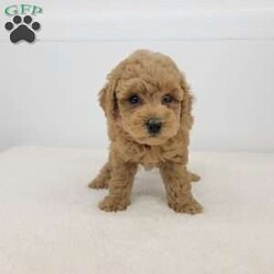 Randal/Toy Poodle									Puppy/Male	/6 Weeks,Meet Randal! A happy healthy puppy who is up to date with shots and dewormer, is microchipped, has been vet checked, and is looking for a loving home! Please contact us with any questions or to come and meet him!