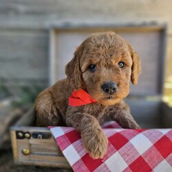 Red/Goldendoodle									Puppy/Male	/6 Weeks,To contact the breeder about this puppy, click on the “View Breeder Info” tab above.