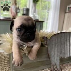 Hudson/Pug									Puppy/Male	/8 Weeks,To contact the breeder about this puppy, click on the “View Breeder Info” tab above.