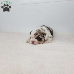 Geneva/English Bulldog									Puppy/Female	/6 Weeks,Meet Geneva! A happy puppy who is up to date with shots and dewormer, is microchipped, and is looking for a loving home! Please contact us with any questions or to come meet her!
