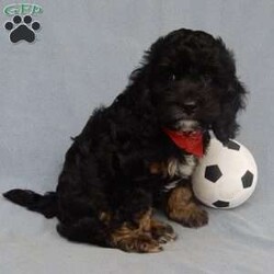Bruno/Cockapoo									Puppy/Male	/9 Weeks,Prepare to fall in love!!! My name is Bruno and I’m the sweetest little F1 cockapoo looking for my furever home! One look into my warm, loving eyes and at my silky soft coat and I’ll be sure to have captured your heart already! I’m very happy, playful and very kid friendly and I would love to fill your home with all my puppy love!! I am full of personality, and ready for adventures! I stand out above the rest with my beautiful black phantom coat!!… I have been vet checked and I am up to date on all vaccinations and dewormings . I come with a 1-year guarantee with the option of extending it to a 3-year guarantee and shipping is available! My mother is a cocker spaniel weighing 22#  and my father is a 13# chocolate and white mini poodle! I will grow to approx. 15-18# and I will be hypoallergenic and nonshedding! !!… Why wait when you know I’m the one for you? Call or text Martha to make me the newest addition to your family and get ready to spend a lifetime of tail wagging fun with me! (7% sales tax on in home pickups) 