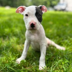 Adopt a dog:Spanky & Petey/Pit Bull Terrier/Male/Baby,These little rascals are Petey (black) & Spanky (grey)! Born on May 5, along with their 4 other siblings. These two are the typical 9 week old rascals you could imagine. They’re learning to play nicely but most importantly boundaries. With a great routine and patience these two would make an excellent addition to any home. They have been introduced to some neighborhood kids, who play nicely with them. As they are still teething older kids would be ideal. 

They currently live in a home with two older dogs, and they love to play. We’re unsure about cats but with proper introduction don’t foresee and issue on their end. 

Some personality traits:
Spanky (grey): Wants to be in the midst of everything of you’re doing. Loves to play fetch, but doesn’t return the stick. Adventurous with water and not afraid.  

Petey (black): A little lover boy, prefers to be held like a baby and will cry when you leave him alone (we’re working on his independence). Also loves to play fetch but doesn’t return the stick either. Adventurous and not afraid of the water. 

Along with their puppy breath and lethal puppy farts, these two will make a wonderful addition to your growing pack, or be a great single dog. 

Please inquire for more information!!

www.coldnosewarmheart.org/apply-now.html 

@cnwhnj @coldnosewarmheartnj