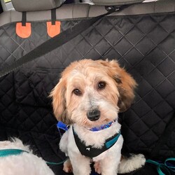Male Cockapoo is available for adoption