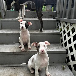 Adopt a dog:Spanky & Petey/Pit Bull Terrier/Male/Baby,These little rascals are Petey (black) & Spanky (grey)! Born on May 5, along with their 4 other siblings. These two are the typical 9 week old rascals you could imagine. They’re learning to play nicely but most importantly boundaries. With a great routine and patience these two would make an excellent addition to any home. They have been introduced to some neighborhood kids, who play nicely with them. As they are still teething older kids would be ideal. 

They currently live in a home with two older dogs, and they love to play. We’re unsure about cats but with proper introduction don’t foresee and issue on their end. 

Some personality traits:
Spanky (grey): Wants to be in the midst of everything of you’re doing. Loves to play fetch, but doesn’t return the stick. Adventurous with water and not afraid.  

Petey (black): A little lover boy, prefers to be held like a baby and will cry when you leave him alone (we’re working on his independence). Also loves to play fetch but doesn’t return the stick either. Adventurous and not afraid of the water. 

Along with their puppy breath and lethal puppy farts, these two will make a wonderful addition to your growing pack, or be a great single dog. 

Please inquire for more information!!

www.coldnosewarmheart.org/apply-now.html 

@cnwhnj @coldnosewarmheartnj