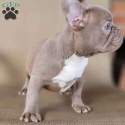 ISABELLA/French Bulldog									Puppy/Female	/19 Weeks,Isabella Lilac Rare Fluffy Gene Carrier French Bulldog female. Gorgeous eyes Hazel yellow, she’s trained wee wee pad trained,  she sits, gives paw, healthy  loves everyone,  loves other dogs & kids!  EXCELLENT QUALITY!!! She’s short stocky huge head & chest mini short under 20 pounds, Health Guaranteed ! We ship for an additional fee. Call us direct for faster response,  You will love this dog!!! 