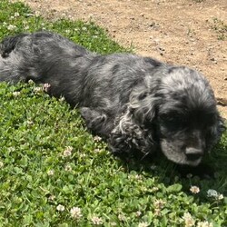 Luna/Cocker Spaniel									Puppy/Female	/9 Weeks,Luna is a playful puppy looking for a forever home. She is ACA registered, vet checked, up to date on shots and dewormer. This sweetie has been family raised with children and socialized with other dogs. Please call or text to meet your forever friend.