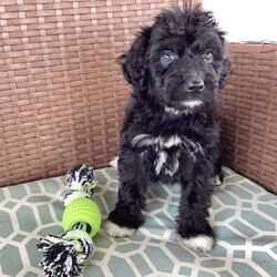 Max/Portuguese Water Dog									Puppy/Male	/6 Weeks,Max is a happy, healthy and playful Pwd puppy looking for a loving forever home. He absolutely loves playtime and attention! Max is family raised around children. He is up to date with vaccinations and wormers.