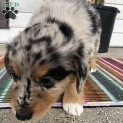 Clover/Australian Shepherd									Puppy/Female	/6 Weeks,Clover is very mellow, but loves cuddles, and is friendly. She is considered very tame and loving. She has been around children, and loves to play. She will be a great addition to your family:)