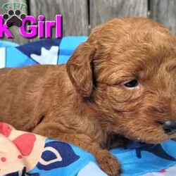 Casey/Mini Labradoodle									Puppy/Female	/5 Weeks,Hello! the multi generational labradoodles are 1800. They will come fully vet checked, utd on shots, and dewormer, aswell as a 1 year health guarantee. Mom is labradoodle and dad is labradoodle so they are considered hypoallergenic and are great for those with allergies or just hate shedding. They will be about 20-25lbs full grown. August 8 is go home day, and if you decide to reserve one I’d need a $250 deposit that goes towards total cost. We are in Lexington Park md if you have any questions at all please let me know. If you’d like to meet up or video chat to meet the puppies I’d be more than happy.