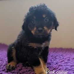 Rottweiler x Bernese mountain dog puppies for sale/Rottweiler x Bernese mountain dog/Mixed Litter/8 weeks,THREE GIRLS & ONE BOY LEFT READY TO LEAVE

We have Rottweiler x Bernese mountain dog puppies that are ready to go this week !!

They have had their first vaccination and are microchipped. They are also fully weaned from their mother. These puppies come from two amazing breeds. Our family pet, who is a Rottweiler x Bernese Mountain dog, is the mother of these puppies. She is well-loved and has an amazing temperament. The father of these puppies is Mac and he is a full-breed Rottweiler with an amazing temperament as well. Both parents are great around kids and other dogs.( Only mum is owned by us so puppies can be viewed with mum. )

The puppies are raised in our family home and have been exposed to general household noises, kids, and other dogs. They have had plenty of playtime and socialisation. If you have any questions, please just ask.

When you take home your new pup, you will receive a go-home pack including a birth certificate, toy, blanket, and some food.

ONE Males, THREE Females available!