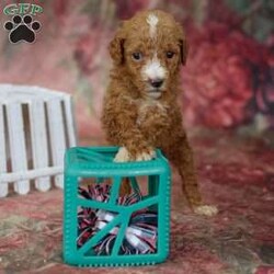 Josie/Miniature Poodle									Puppy/Female	/7 Weeks,Contact us to meet this little girl! She is very friendly and well socialized. She is up to date with vaccines and dewormer, and has had her first vet exam as well. She is AKC registered. Both parents are intense red! 
