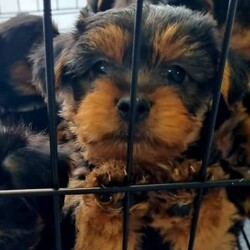 Australian Silk Terriers/Australian Silky Terrier//Younger Than Six Months,Australian Silk Terriers ready for their forever homes 1 August. Full vet check and clearance, vaccinated.Only 2 boys left and ready to view now (Grey, Blue).