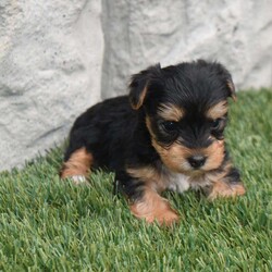 Mia/Yorkie									Puppy/Female	/5 Weeks,Mia is a very special puppy to us but we are looking for an exceptionally good home for her. She was family raised with kids very well socialized. She should mature around six pounds