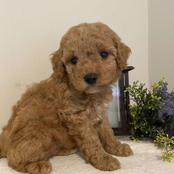 Britni/Cavapoo									Puppy/Female	/8 Weeks,Meet britni!! She is an adorable F1B cavapoo. Her momma is an F1B cavapoo, and her daddy is a mini poodle. So she won’t shed as much! Her momma is our house dog, and the daddy is our friends dog. The puppies were born in our living room. She loves running around outside and is so full of energy! She loves to cuddle. She should grow up to be about 13-14 Ibs. Contact us to come and meet her and/or her siblings! She has 7 siblings, 1 sister and 6 brothers! Contact us for mor e photos or videos 