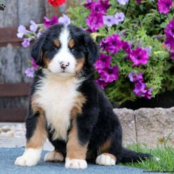 Rayna/Bernese Mountain Dog									Puppy/Female	/7 Weeks,Here comes Rayna, a beautiful Bernese Mountain Dog puppy ready to be part of your world! This friendly pup is vet checked, up to date on shots and wormer, plus comes with a health guarantee provided by the breeder. Rayna is super playful and both parents are located on the premises. To find out more about this delightful pup, please contact Sam today!