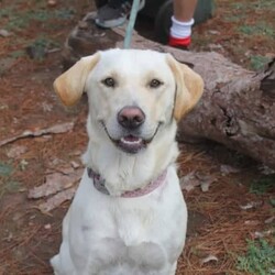 Adopt a dog:Golden Borador (Retriever, Labrador, Border collie)/Labrador Retriever//Younger Than Six Months,Black pups available (1 boy and 2 girls)Light tan pups available (2 boys and 3 girls)Here is proud Dad Fergus and happy dog Missy the Mum. Seriously the best pets and mix of a dog you will love.Breeder Registration - DAC0212936A bit about Fergus - A pure bred lab with papers.Spends time in the special class at the school I work in.Placid (sleeps & not much bothers him), loyal, gentle (good with kids), loves walks and the beach.Missy the Mum - Missy is a perfect mix with Golden retriever Dad and Lab/Border collie Mum.Missy was No 1 dog in obedience dog classes. VERY CLEVER. Affectionate. Can read people and feelings. Non barker. Fantastic with kids. The mix makes her not as hypo as a border collie but not as food obsessed as a lab. The perfect mix. Loyal, friendly and smart like all 3 breeds. She has been a fabulous first time Mum.We are based in Port Lincoln. Available after 8 weeks (about the end of August). Will be fully vaccinated, wormed and microchipped.Message for more information if interested.