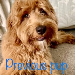 Adopt a dog:Ruby red SPOODLES ready next weekend /Poodle (Miniature)/Both/Younger Than Six Months,Stunning F1b spoodles ruby red fleece coatPuppies are 7 weeks old and ready to go on 25th February