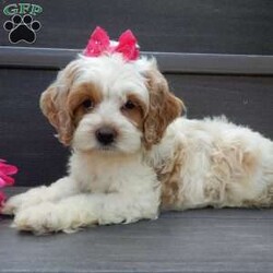 Blossom/Cockapoo									Puppy/Female	/7 Weeks,Prepare to fall in love!!! My name is Blossom and I’m the sweetest little F1 cockapoo looking for my furever home! One look into my warm, loving eyes and at my silky soft coat and I’ll be sure to have captured your heart already! I’m very happy, playful and very kid friendly and I would love to fill your home with all my puppy love!! I am full of personality, and ready for adventures! I stand out above the rest with my beautiful apricot and white coat!!… I will come to you vet checked, microchipped and up to date on all vaccinations and dewormings . I come with a 1-year guarantee with the option of extending it to a 3-year guarantee and shipping is available! My mother is Tia, our sweet 19# AKC cockaer spaniel with a heart of gold and my father is Atlas, a 16# AKC red mini poodle ! Both of the parents are on the premises and available to meet and they are both genetically tested!! Why wait when you know I’m the one for you? Call or text Martha to make me the newest addition to your family and get ready to spend a lifetime of tail wagging fun with me! (7% sales tax on in home pickups)