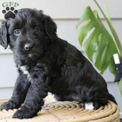 Jade/Portuguese Water Dog									Puppy/Female	/6 Weeks,Hello I am Jade I am an adorable Portuguese Water Dog puppy enjoying my life with the millers, there kids give me loads of attention every day ensuring I am a happy confident puppy. I love playing in the yard and after I am done I love relaxing in the shade or cuddling up on there lap. I am a bit smaller than some of my litter mates. I am hypoallergenic making me a great companion for anyone even those with allergies. I also love water I have webbed feet making me a great swimmer someday. My parents are registered with akc and have been genetic tested ensuring you will get a healthy puppy for years to enjoy. Mom lola, is such a sweet caring momma. Dad stormy is a handsome stocky outgoing guy If you can provide a loving home for me please contact the millers to schedule a play date with me, or if that isn’t possible I can also be delivered to your door via a local pet delivery company.