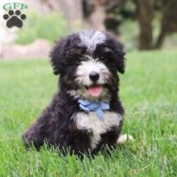 Beau/Mini Bernedoodle									Puppy/Male	/13 Weeks,Meet Beau, a gorgeous, Mini Bernedoodle! He is one in a million. With silky soft fur, sparkling puppy-dog-eyes and sweet puppy kisses, this little guy will steal your heart from the very first moment you meet him. Playtime and tummy rubs are his favorite and he will always find a way to make you smile with his cute puppy antics. He has been loved and doted on since birth and will be the perfect companion to go everywhere with you! His mama is a super sweet AKC Bernese Mountain Dog named Sherry. She is super sweet and friendly and loves exploring. She weighs a beautiful 85 lbs. Dad is a handsome Mini Poodle named Cowboy. He is super friendly and weighs 15 lbs. This baby will join his forever family with the first vet check completed, microchipped, current on necessary vaccines and dewormer, and our one year genetic health guarantee will be included. Please call or text JR & Sue to learn more about this little sweetheart! We are available Monday through Saturday.