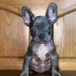 Tiny/French Bulldog									Puppy/Female	/13 Weeks,To contact the breeder about this puppy, click on the “View Breeder Info” tab above.