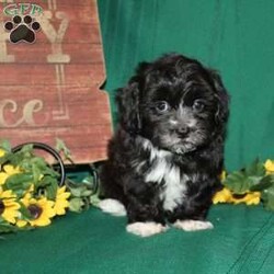 Mr. Monk/Teddy Bear									Puppy/Male	/11 Weeks,Mr. Monk is the perfect puppy for a family looking for a sharp little fellow who has fur that looks like a clean new suit! He loves attention and is very smart! Mr. Monk is up to date on shots and dewormer and vet checked. He is well socialized with children and family raised. If you are looking for a friendly new pup to add to your home contact us today! 