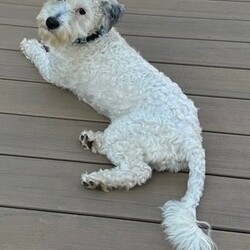 Adopt a dog:TILSON/Poodle/Male/Young,PLEASE READ THE FOLLOWING INFORMATION AND REQUIREMENTS FOR ADOPTION

Tilson is currently in foster care in Rockfall,Ct

IF INTERESTED THERE IS AN APPLICATION ON OUR WEBSITE

https://www.houstonshaggydogrescue.org/apply/

This sweet little dog is approx 1 year old and 15 lbs.. we are not sure of his breed mix, but he looks as if he may be a Maltese or Poodle mix, he was very matted when we rescued him and he was recently groomed,Tilson loves toys and will always find one to play with, he loves his doggie bed and will curl up in one while his foster is working in her office, he gets along with the other dogs and likes to play with any dog that will play with him.. he has no size limit. small medium and large dogs he will play with ,so he will need a companion that has the same energy level that he has and close to his own age, he is too energetic for older or laid back dogs ,he has a very nice disposition and seems to be pretty well house trained, but not perfect, he will run out to the yard with the other dogs to go to the bathroom, he does well on a leash and likes to ride in the car..we have no idea how he is with cats.
His foster feels that he will do better with a companion and not be an only dog and that he really needs a fully fenced in and secure yard to run and play with his buddy and his toys !



OUR RESCUE POLICY - It is our rescue policy for all our dogs that we require a home with experienced dog owners only and we do not adopt to anyone with children under the age of 8 years.

WE REQUIRE AT LEAST TWO YEARS OF VET RECORDS ON YOUR CURRENT OR PAST DOG FOR OUR REVIEW. RECORDS MUST SHOW THE POTENTIAL ADOPTER AS THE OWNER, YOUR DOGS MUST BE UP TO DATE ON VACCINES AND BE ON A MONTHLY HEARTWORM AND FLEA/TICK PREVENTATIVE.

The total adoption fee of $600 ( and includes the required interstate health certificate and transport to his foster form Texas, spay/neuter, shots including rabies, bordatella, parvo, distemper ,canine influenza, and microchip. The total amount is payable to Shaggy Dog Rescue which is a 501c3. Some of our dogs are still in Texas in foster care. Our application is online at

https://www.houstonshaggydogrescue.org/apply/


We ship our dogs with Rescue Road Trips and Mighty Mutts Transport