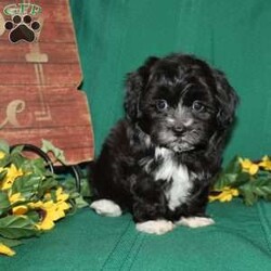 Mr. Monk/Teddy Bear									Puppy/Male	/11 Weeks,Mr. Monk is the perfect puppy for a family looking for a sharp little fellow who has fur that looks like a clean new suit! He loves attention and is very smart! Mr. Monk is up to date on shots and dewormer and vet checked. He is well socialized with children and family raised. If you are looking for a friendly new pup to add to your home contact us today! 