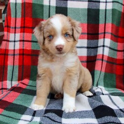 Coy/Miniature Australian Shepherd									Puppy/Male	/8 Weeks,Meet this dazzling Miniature Australian Shepherd puppy ready to join your family! This pleasant pooch is up to date on shots and dewormer and vet checked! The breeder has ensured that this puppy is well socialized and family raised. If you are looking for a pup with awesome working potential and the foundation to be a loyal family dog contact us today! 
