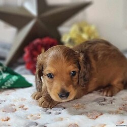 Teddy/Dachshund									Puppy/Male	/5 Weeks,These cuties are well socialized with different animals as well as kids, they love to snuggle and play. These pups will be up to date on shots and dewormer as well as have a vet check before coming to your home.
