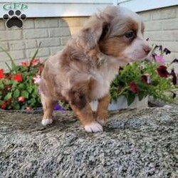 Sparky/Miniature Australian Shepherd									Puppy/Male	/9 Weeks,Sparky is a sweet and playful mini aussi puppy. He will come up to date on shots and dewormer, health certificate, and a shot record. Sparky can be APRI registered. No Sunday business!