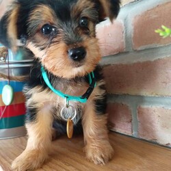 Gavin/Shorkie									Puppy/Male	/8 Weeks,If you like the Yorkie look, look no further than Gavin. He’s calm, quiet, and ADORABLE! Look at those ears!