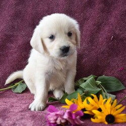 Kelly/English Cream Golden Retriever									Puppy/Female	/8 Weeks,Hello I’m updated on vaccines, wormer and microchipped as well! I’m family raised ! BOTH OF MY PARENTS ARE OFA CERTIFIED AND GENETIC CLEAR!! I come with a one year genetic health guarantee! 