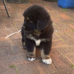 Tibetan mastiff x pups/Tibetan Mastiff//Younger Than Six Months,Expression of interest*only 6weeks old at the moment*We have 9 beautiful teddy bears availableThey are Tibetan mastiff x Akitas .Mum is purebred tibetan mastiff and dad is tibetan mastiff x Akita (mostly tm as his dad was tm x Akita and his mum was purebred tm) photos of both at the endMum and dad are great natured. Both being good guard dogs while also very laid back and lazy family dogs. Please note both mum and dad are very large dogs so puppies will be big.We have 3 brown/orange girls available and 6 black boys available. Boys have different coloured markings either being white , brown or bothThey are all super friendly , very well socialised and have been with other animals including other dogs and love them. They follow you everywhere and already love cuddles and come when called 