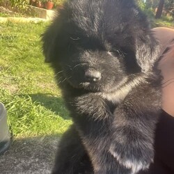 Tibetan mastiff x pups/Tibetan Mastiff//Younger Than Six Months,Expression of interest*only 6weeks old at the moment*We have 9 beautiful teddy bears availableThey are Tibetan mastiff x Akitas .Mum is purebred tibetan mastiff and dad is tibetan mastiff x Akita (mostly tm as his dad was tm x Akita and his mum was purebred tm) photos of both at the endMum and dad are great natured. Both being good guard dogs while also very laid back and lazy family dogs. Please note both mum and dad are very large dogs so puppies will be big.We have 3 brown/orange girls available and 6 black boys available. Boys have different coloured markings either being white , brown or bothThey are all super friendly , very well socialised and have been with other animals including other dogs and love them. They follow you everywhere and already love cuddles and come when called 