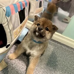 Pure breed Shiba lnu/Shiba Inu//Younger Than Six Months,I have four male pure breed Shiba Inu puppies .color :Red DOB:23/06/23RPBA:13280Our Shiba Inu was introduced to Australia from Japan and she has a bloodline certificate,Puppies Microchipped and all vaccinatedWormed at 2,4,6,8weeks oldVet checkedIf interested please let me know something about you and your family,please send me SMS ******3628 REVEAL_DETAILS 