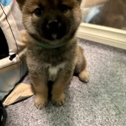 Pure breed Shiba lnu/Shiba Inu//Younger Than Six Months,I have four male pure breed Shiba Inu puppies .color :Red DOB:23/06/23RPBA:13280Our Shiba Inu was introduced to Australia from Japan and she has a bloodline certificate,Puppies Microchipped and all vaccinatedWormed at 2,4,6,8weeks oldVet checkedIf interested please let me know something about you and your family,please send me SMS ******3628 REVEAL_DETAILS 
