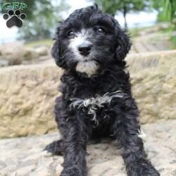 Cici/Mini Bernedoodle									Puppy/Female	/7 Weeks,Meet our adorable Mini Bernadoodle puppies! These puppies are up-to-date on their shots and deworming and are ready to find their forever home! They are playful, love to cuddle, and love all the attention they can get. Along with the Puppy you will receive a one-year health guarantee, health paper from the vet,health record, They will be microchip and you will receive a small bag of puppy food. These puppies make a great companion for you please call or text for more info
