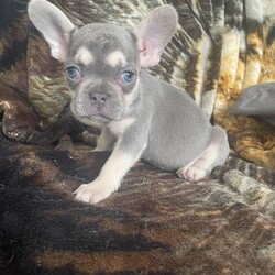 8 week old frenchies ( French Bulldogs )/French bulldogs/Mixed Litter/9 weeks,2 Bitches 1 Dog left from litter of 7, happy and healthy puppies, mum and dad can be seen also older siblings from different litter, family dogs, very clever, when happy the have the zoomies which is hilarious, homes will be vetted throughly, looking for lifetime homes, this will be last unexpected litter, time to get them spayed, can video call, 15% deposit required any questions just ask thanks