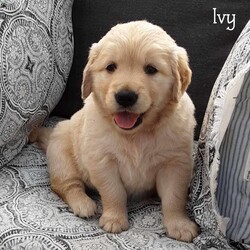 Ivy/Golden Retriever									Puppy/Female	/4 Weeks,If you are in search of Golden Retriever puppies , look no further! Our puppies are not only adorable but also come with the assurance of being vet checked and family raised. They can be AKC registered.