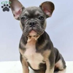 Grady/French Bulldog									Puppy/		/13 Weeks,Meet Grady, the adorable Lilac and Tan French Bulldog puppy! Vet checked and guaranteed healthy, he his friendly and well socialized!. Playful, curious, and full of affection, he’s the perfect companion.