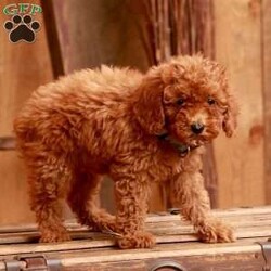 Gracie – Camo F/Miniature Poodle									Puppy/Female	/9 Weeks,Are you searching for a hypoallergenic puppy who is easy to train and loves to please? You need a Mini Poodle puppy and I know just the pup for you! Take a look at this charming Miniature Poodle puppy with gorgeous red fur and loving eyes. Each of the puppies in this litter are up to date on shots and dewormer and vet checked. We have made sure that each and every puppy is well socialized with children and family raised. To learn more about our puppies contact us today! 
