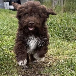 Adopt a dog:Purebred Lagotto Puppies/Lagotto Romagnolo//Younger Than Six Months,Purebred pedigree Lagotto Romagnolo puppies,due to having to relocate from SA back to VIC I have had to hold off selling these beautiful bundles of love and personality until now, these happy puppies are ready to find heir forever homesclear DNA on both mums and dads side, raised in a loving pet friendly home with plenty of interactions with other animals and endless cuddles with us.Currently there are only 4 puppies left, they are;White female with a patch over her eye (who is always smiling!).White male with two patches over his eyes.Brown male with even front socks.Brown female with a long and short sock.all puppies microchipped and vaccinated, these babies are ready to move onto their new homes, they will make a perfect addition to you and your family,if you have any questions please contact me either on here or through my phone; ******6969 REVEAL_DETAILS 