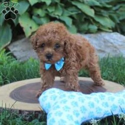 Baxter/Toy Poodle									Puppy/Male	/11 Weeks,Check out this loving Toy Poodle puppy, Baxter! He is family raised with children and can be registered with the ACA. Also, this cutie pie is up to date on shots & wormer, come with a 30-day health guarantee provided by the breeder, and will be checked by a vet before coming home with you. Baxter loves to be silly and would make a great companion for anyone interested in adopting. If you want to learn more about this precious fella and how to make him yours, please call Anna Mae today!